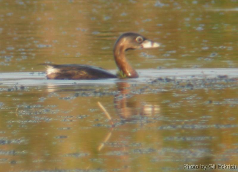 Pied-billed Grebe 